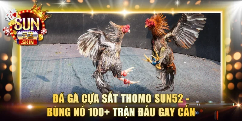 Đá Gà Cựa Sắt Thomo