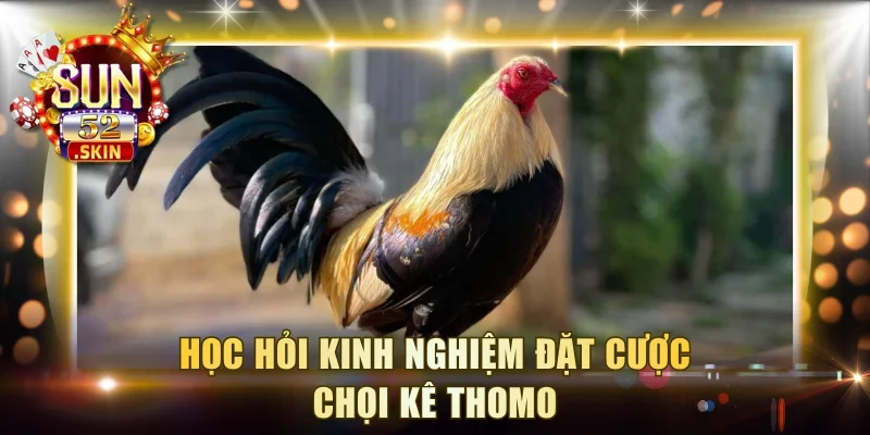 Học hỏi kinh nghiệm đặt cược chọi kê Thomo