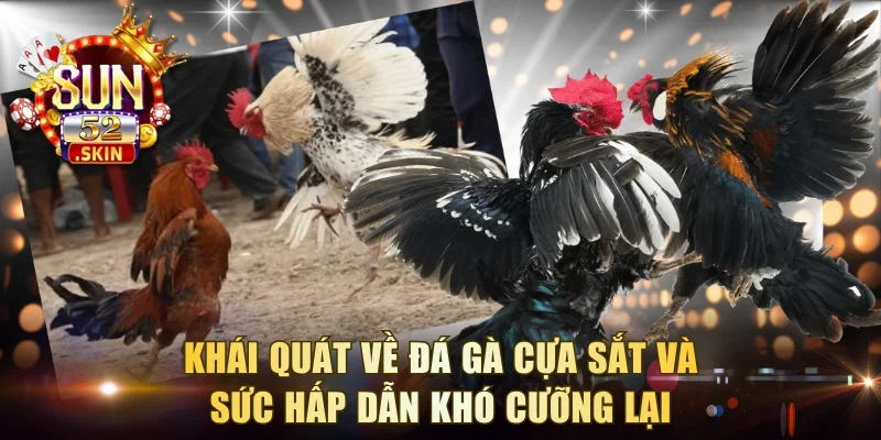 Khái quát về đá gà cựa sắt và sức hấp dẫn khó cưỡng lại